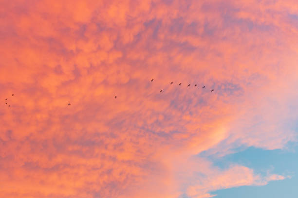 istock Colorful cloudy sky at sunset. Gradient color. Sky texture, abstract nature background 1338053151