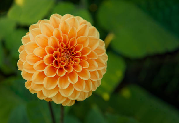 Closeup of gorgeous blooming flower. Home gardening. Flowering parks. Floral background.
