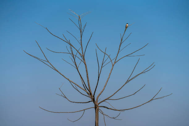 A bird perched on a branch without leaves