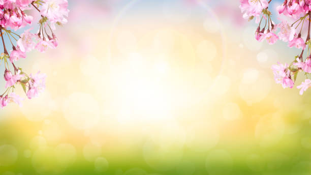 istock Pink cherry tree blossom flowers blooming in spring Easter sunrise 1338053630