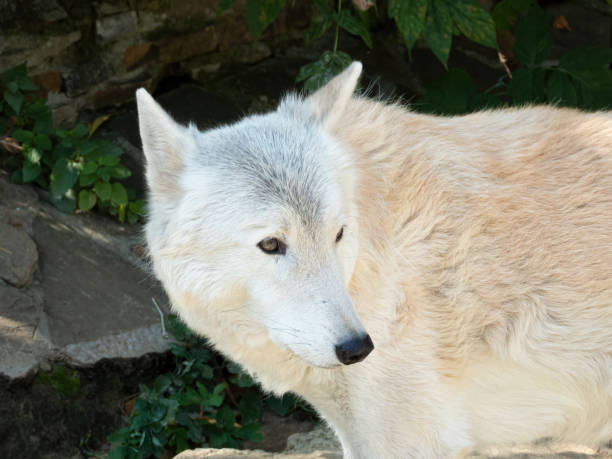 istock White Tundra wolf. Canis lupus albus, close-up 1338054718