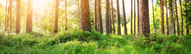 istock Panoramic view of pine forest in the morning 1338054809