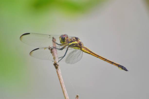 istock Dragonfly Bahia Brazil 1338055901