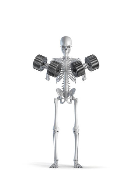 istock Fitness skeleton with dumbbells 1338056204