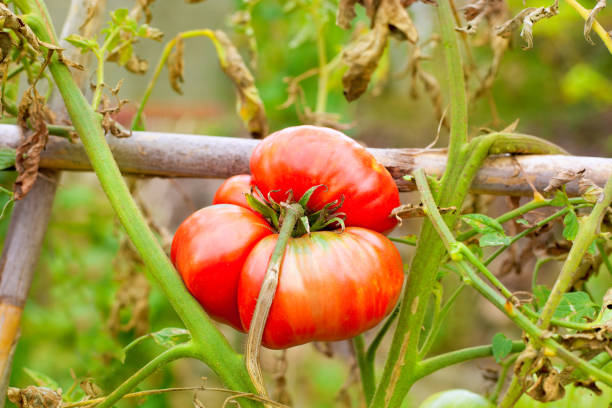 growing ripe tomato in plant branch