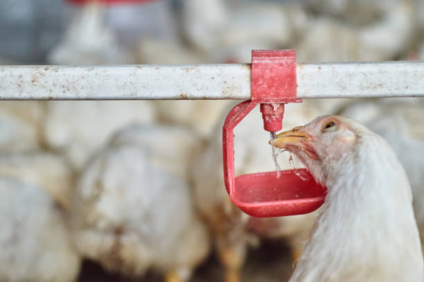 istock Free range organic backyard broiler Chickens drinking water by nipple drinker 1338060488