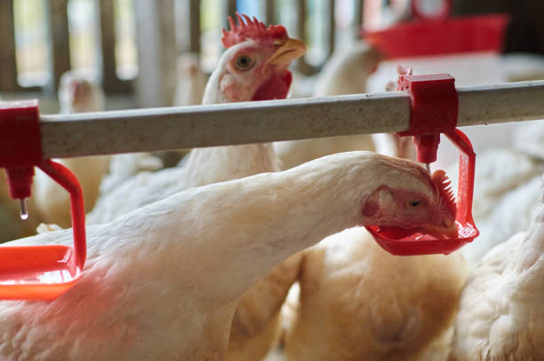 Chickens drinking water by nipple in home Farm