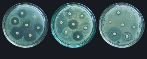 pruebas de susceptibilidad a la resistencia a los antimicrobianos por difusión kirby bauer - petri dish laboratory bacterium microbiology fotografías e imágenes de stock