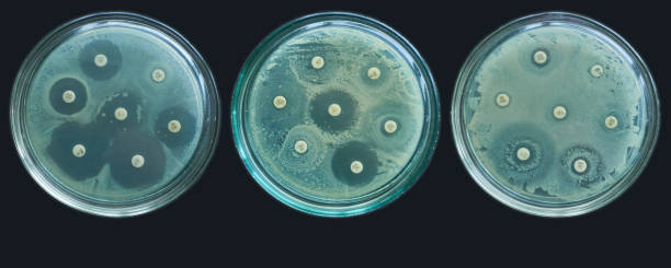 Antimicrobial resistance susceptibility tests by diffusion kirby bauer stock photo