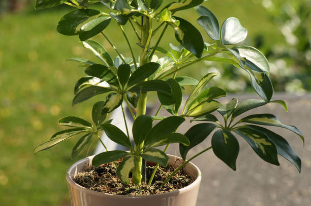 istock Schefflera Arboricola in a flower pot 1338061889