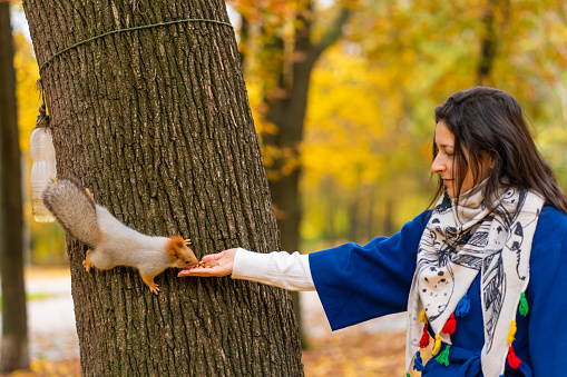 A squirrel sitting on a tree trunk takes nuts from a person's hand in an autumn park.
