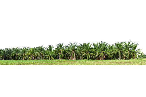 Group of  palm oil plantations,  palm garden,  isolated on white background.