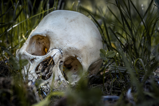 Human skull in grass