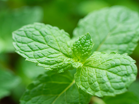 Mint Leaf Close-up