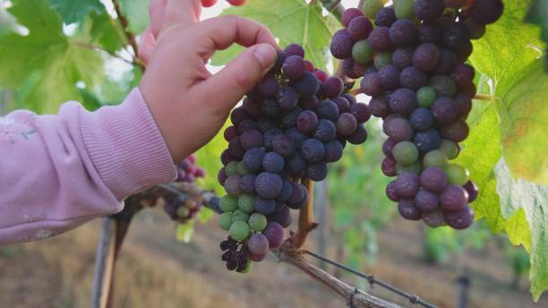 istock Young Caucasian Kid Picking Purple Grape Fruit in Tuscan Vineyard 1338070914