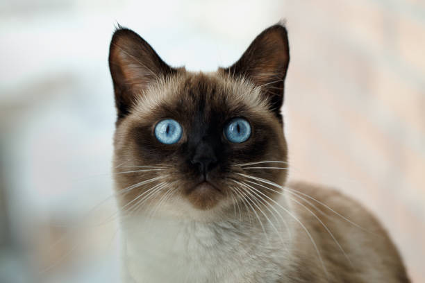 istock Portrait cat with blue eyes, siamese cat 1338072831