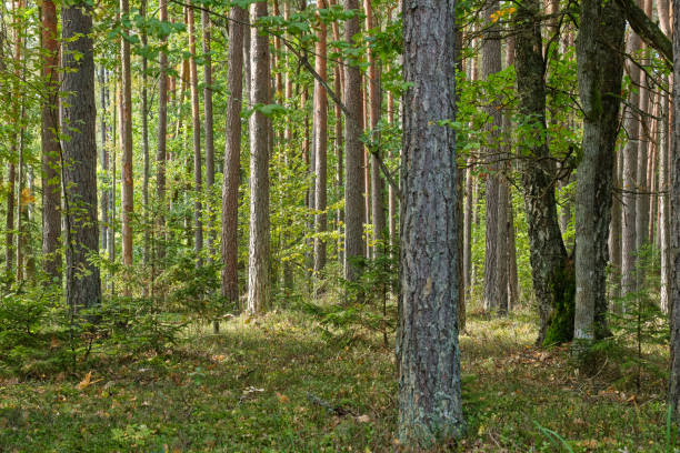 istock Coniferous tree stand of Bialowieza Forest in autumn 1338072849
