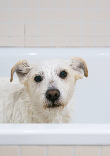 istock A dog taking a shower 1338074060