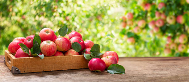 boîte en bois de pommes fraîches dans un jardin - pomme photos et images de collection