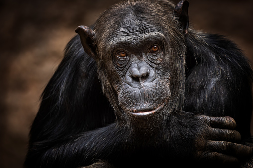 Bonobo masculino photo
