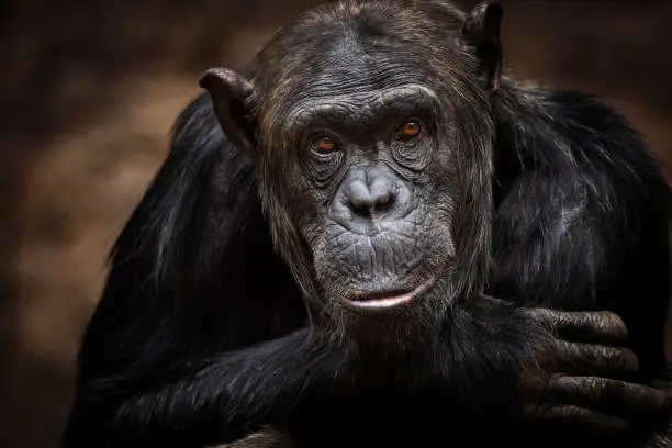 Low light portrait of a male bonobo (Pan paniscus).