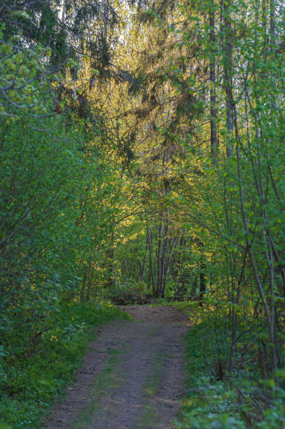 istock Forest road in the spring evening colored by sunlight in yellow 1338075407