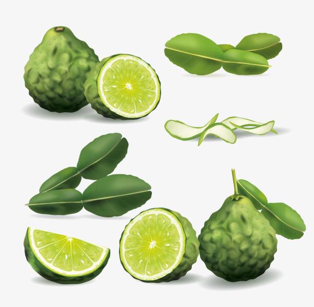 Bergamot leaves, kaffir lime leaves, halved.set of bergamot .illustration vector Bergamot leaves, kaffir lime leaves, halved.set of bergamot .illustration vector kaffir stock illustrations