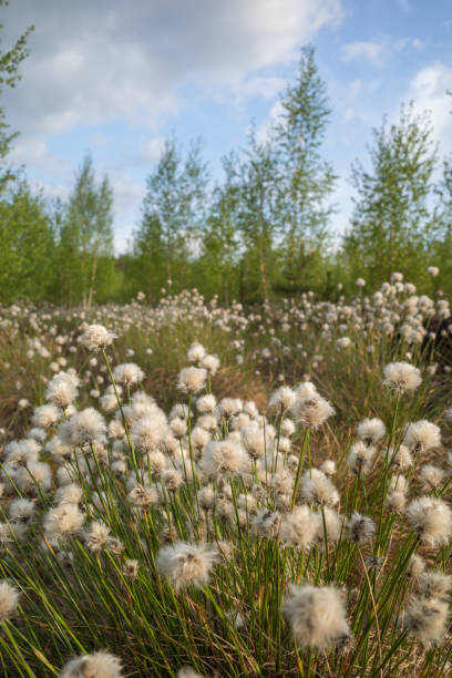 peat bog with the cotton-grass and small birch trees - cotton grass sedge grass nature imagens e fotografias de stock
