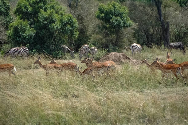 istock Antelope roaming in Kenya's wilderness 1338076266