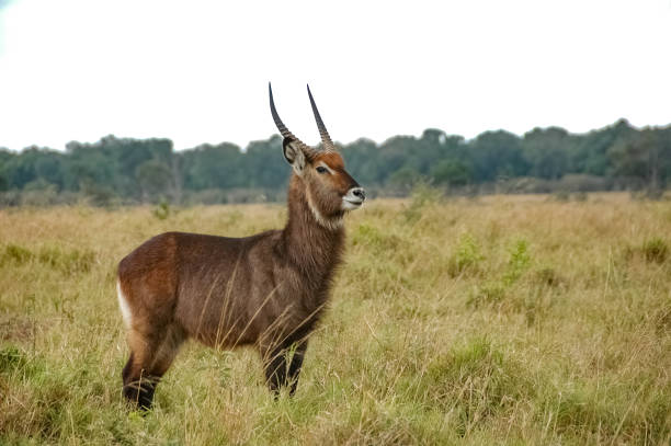 istock Antelope roaming in Kenya's wilderness 1338076312