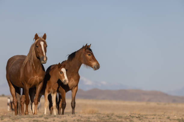 istock Wild Horses in Utah in Springtime 1338077065