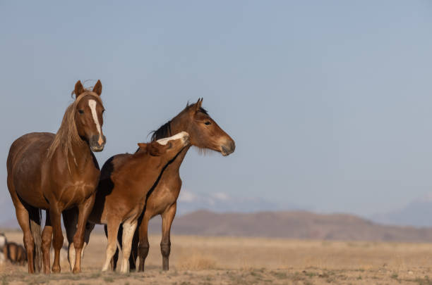 istock Wild Horses in Utah in Springtime 1338077084