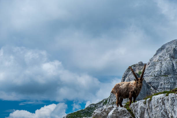 istock Steinbocks in the Julian alps 1338077141