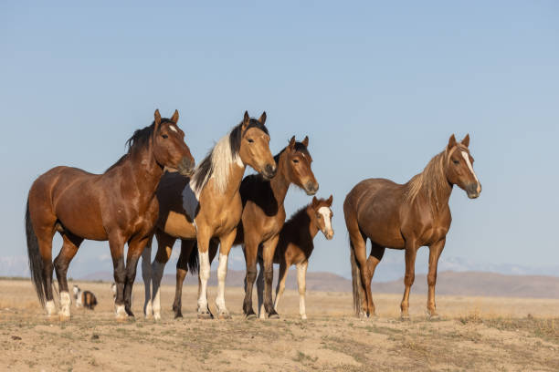 istock Wild Horses in Utah in Springtime 1338077355