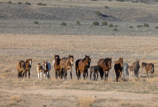 istock Wild Horses in Utah in Springtime 1338077500