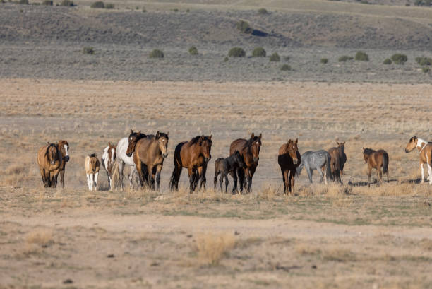 istock Wild Horses in Utah in Springtime 1338077533