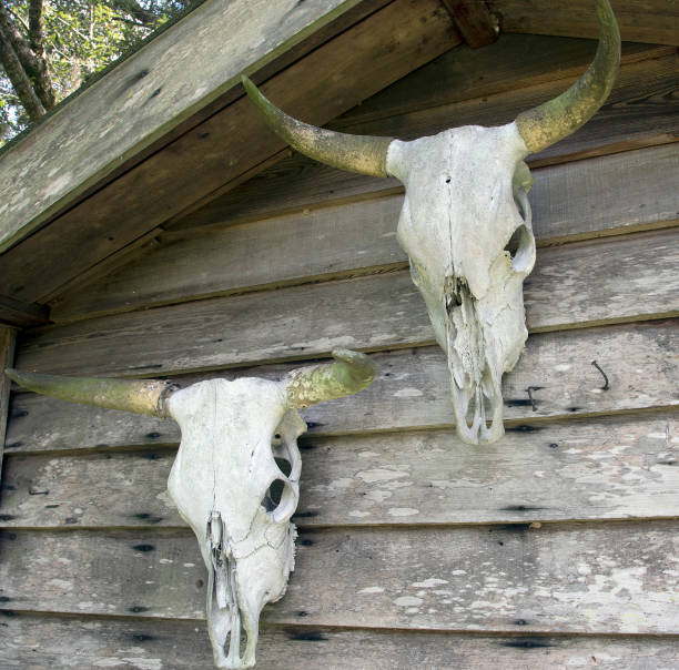 istock PAIR OF SKULLS 1338077854