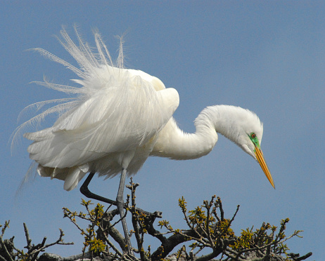 Close up of a beautiful Great White Egret sporting long mating plumage feathers and a bright green mating mask while standing high in a Florida treetop.