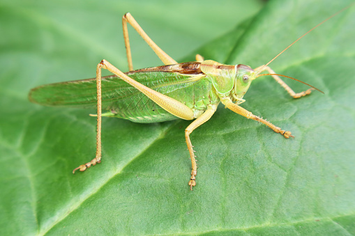 Also called Large Hay Horse, Large Green Hay Horse, or Green Deciduous Locust.