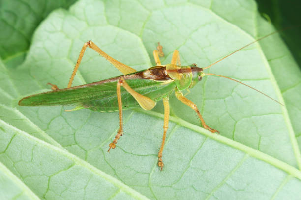 istock Green hay horse (Tettigonia viridissima) on a rhubarb leaf. 1338078537