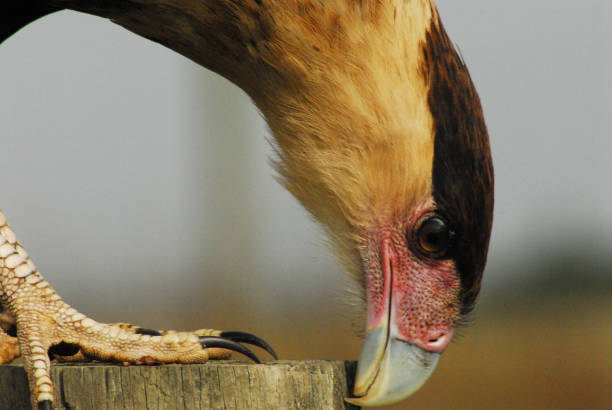 BIRDS- Florida- Extreme Close Up Portrait of a Wild Caracara Hunting a Lizard on a Post Extreme close up of a beautiful Caracara bird of prey chasing a lizard on a post in the Florida wilderness. crested caracara stock pictures, royalty-free photos & images