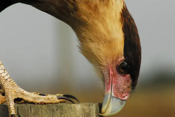 Extreme close up of a beautiful Caracara bird of prey chasing a lizard on a post in the Florida wilderness.