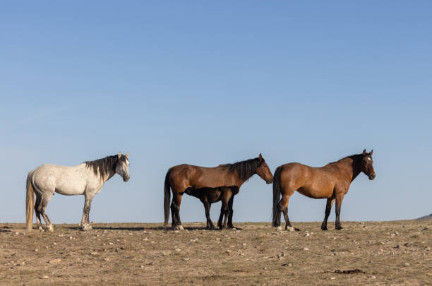 istock Wild Horses in Utah in Springtime 1338079265