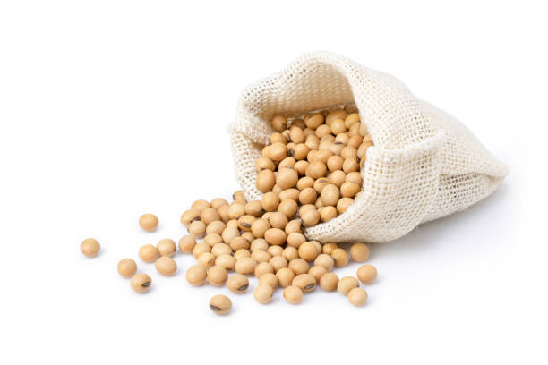 Soybean isolated on white stock photo