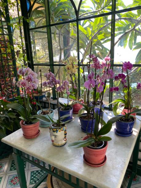 istock Potted orchids in green house 1338080158