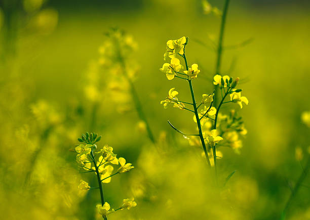 Rapefield stock photo