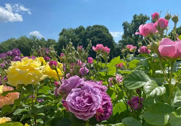 Rose flowers shrub in summer park under blue sky clouds. Beautiful roses pink yellow purple white multicolored. Lush Floribunda rose in bloom in park on sunny summer day. Idyllic rose garden.