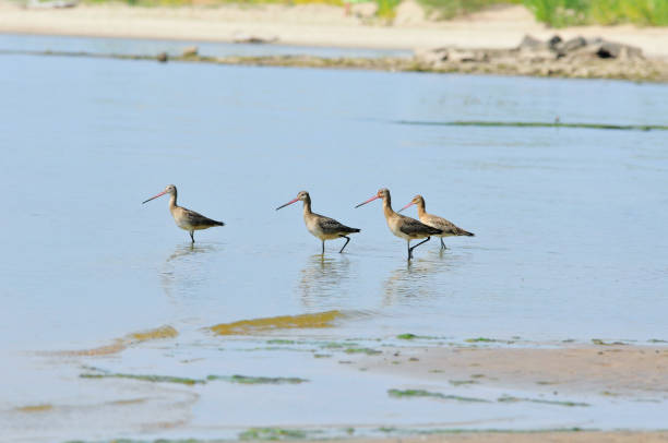 istock The black-tailed godwit bird. 1338081485