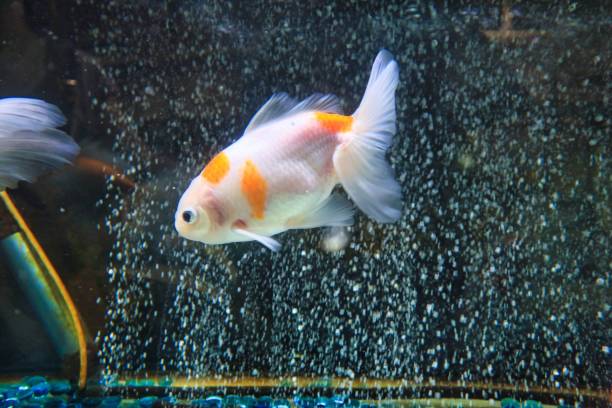 istock A colorful goldfish that swims coolly 1338082296