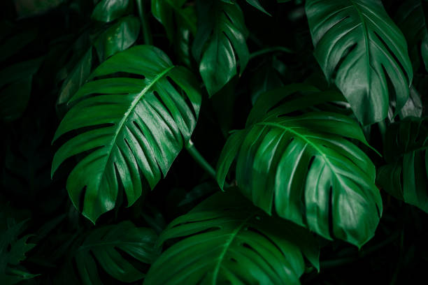 istock tropical leaves, abstract green leaves texture, nature background 1338082328
